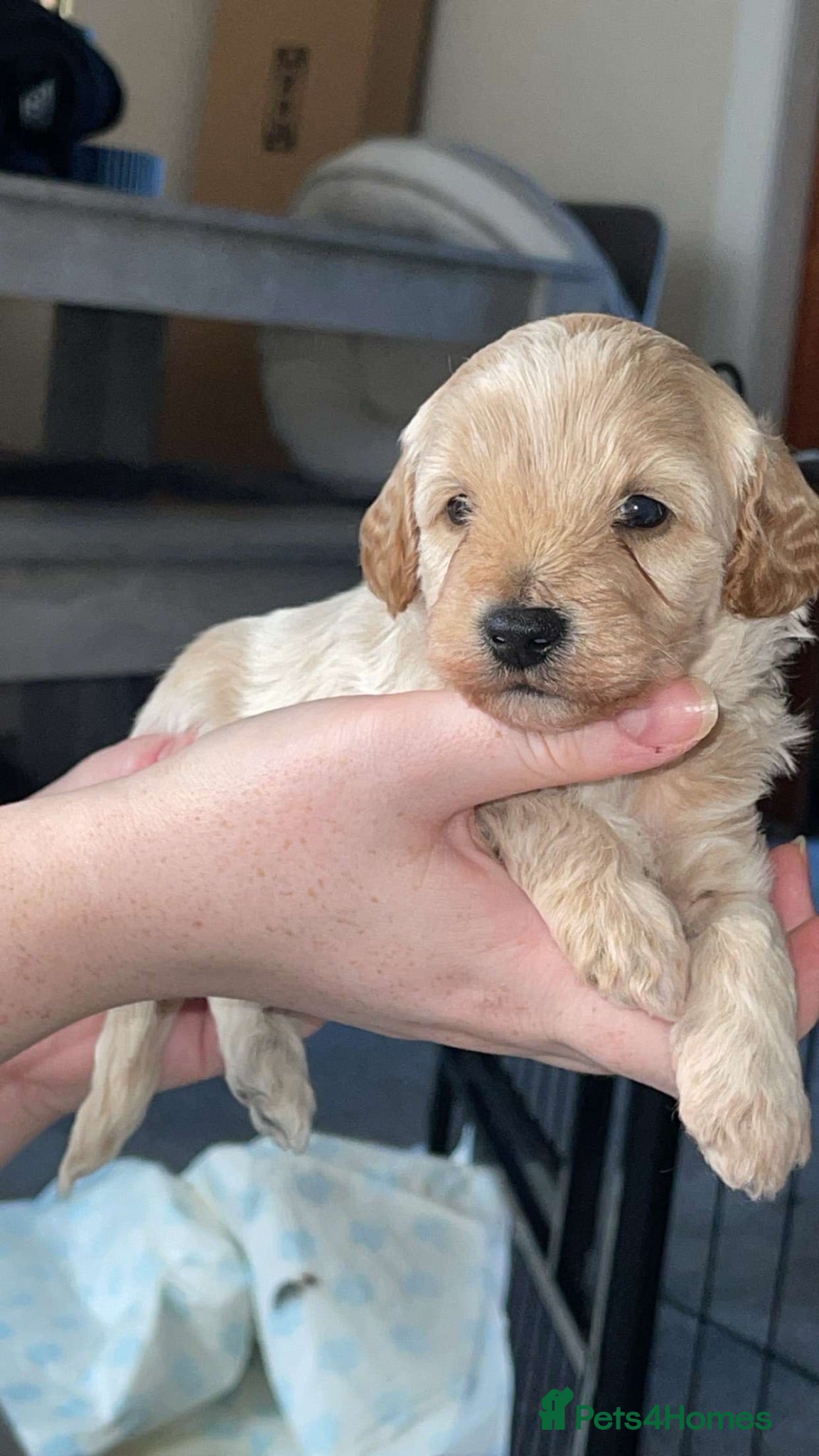 Mixed Breed dogs Beautiful Cavapoochon x cockapoo Puppies  - Advert 2