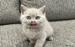 British Shorthair cats for sale: Gorgeous BSH Kittens  - Image 6