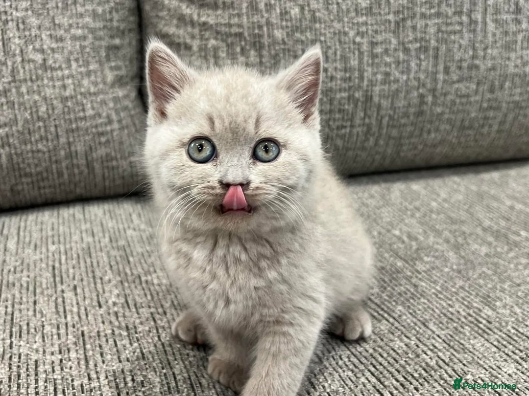 British Shorthair cats for sale: Gorgeous BSH Kittens  - Image 6