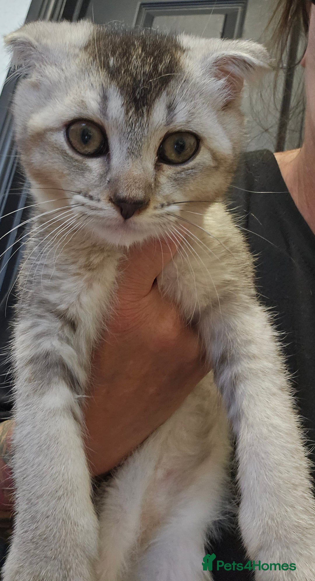 Scottish Fold cats for sale: READY NOW SCOTTISH FOLDS in Southampton - Image 15