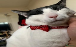 British Shorthair cats for sale:  cat FOR FREE - Image 1