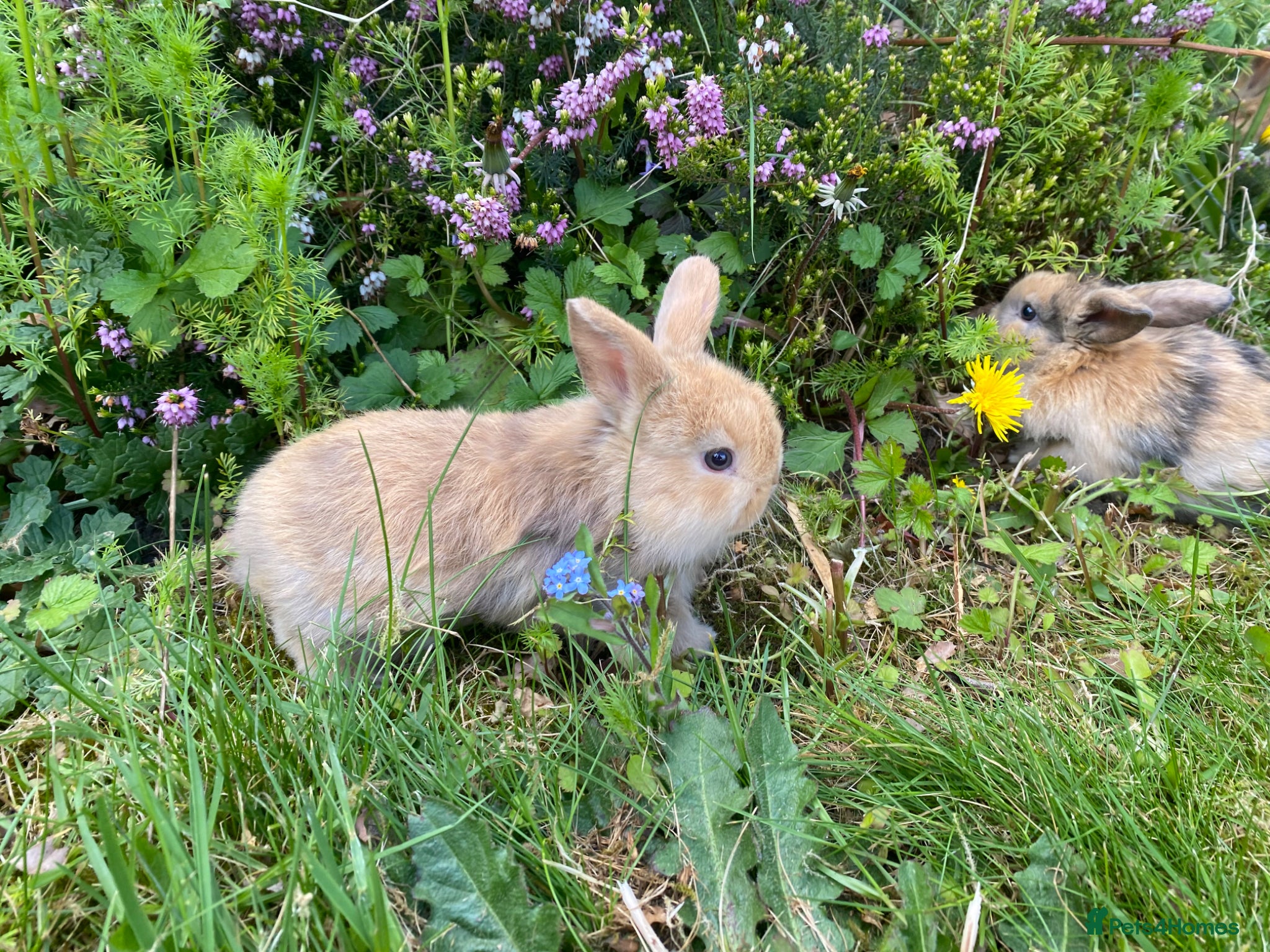 Mini Lop rabbits Beautiful mini-lop baby rabbits - Advert 1