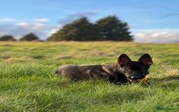 German Shepherd dogs for sale: Female German Shepherd - working line - Advert 21