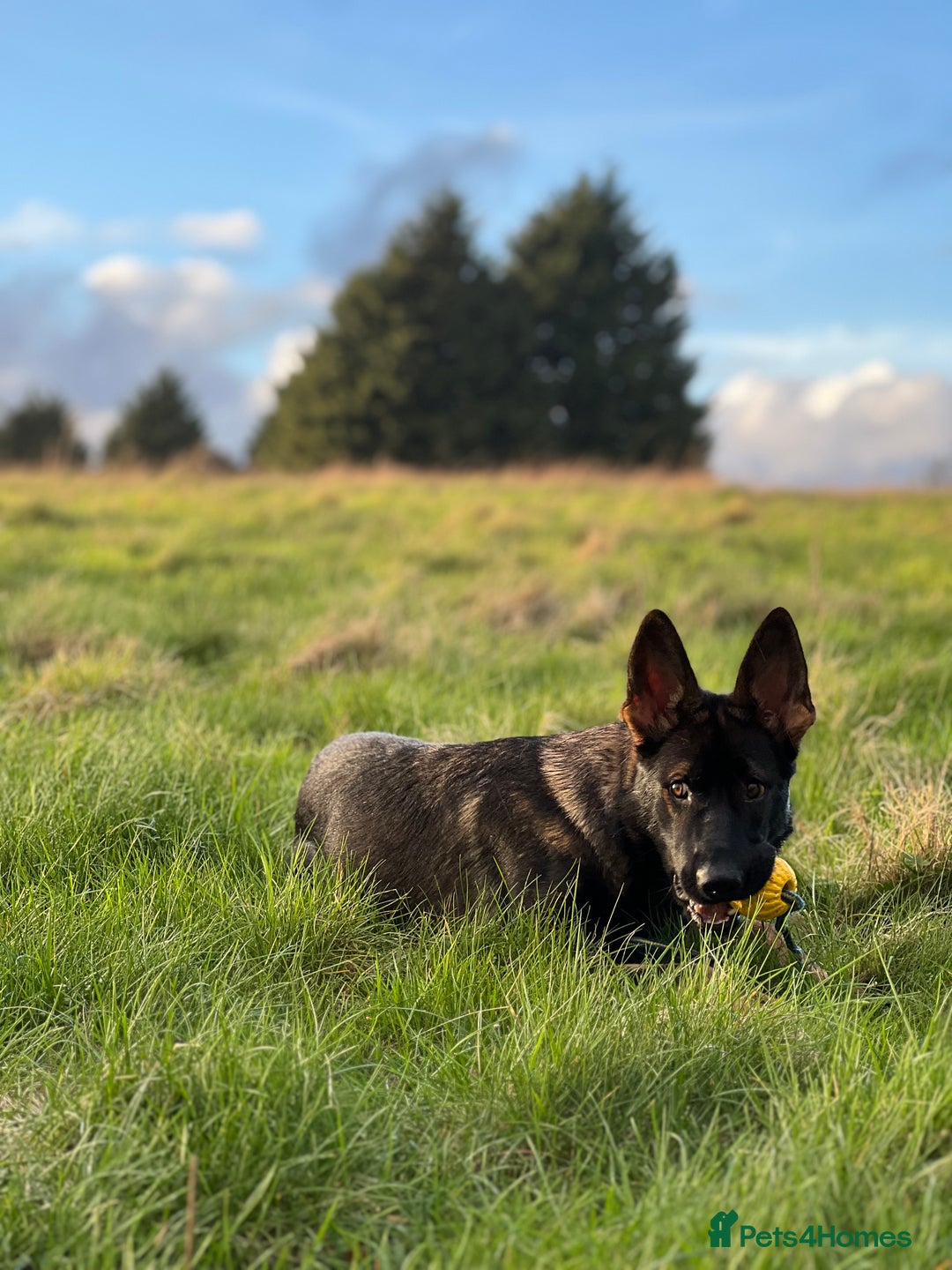 German Shepherd dogs for sale: Female German Shepherd - working line - Advert 21