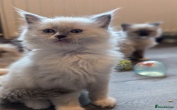 Ragdoll cats for sale: 2 stunning ragdoll kittens  - Image 3