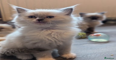 Ragdoll cats - Advert 4