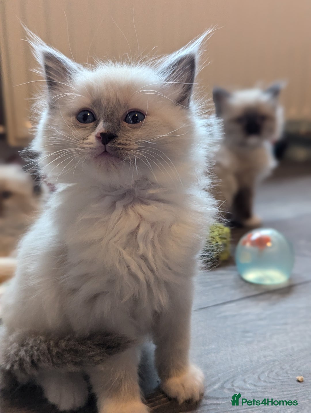 Ragdoll cats for sale: 2 stunning ragdoll kittens  - Image 3