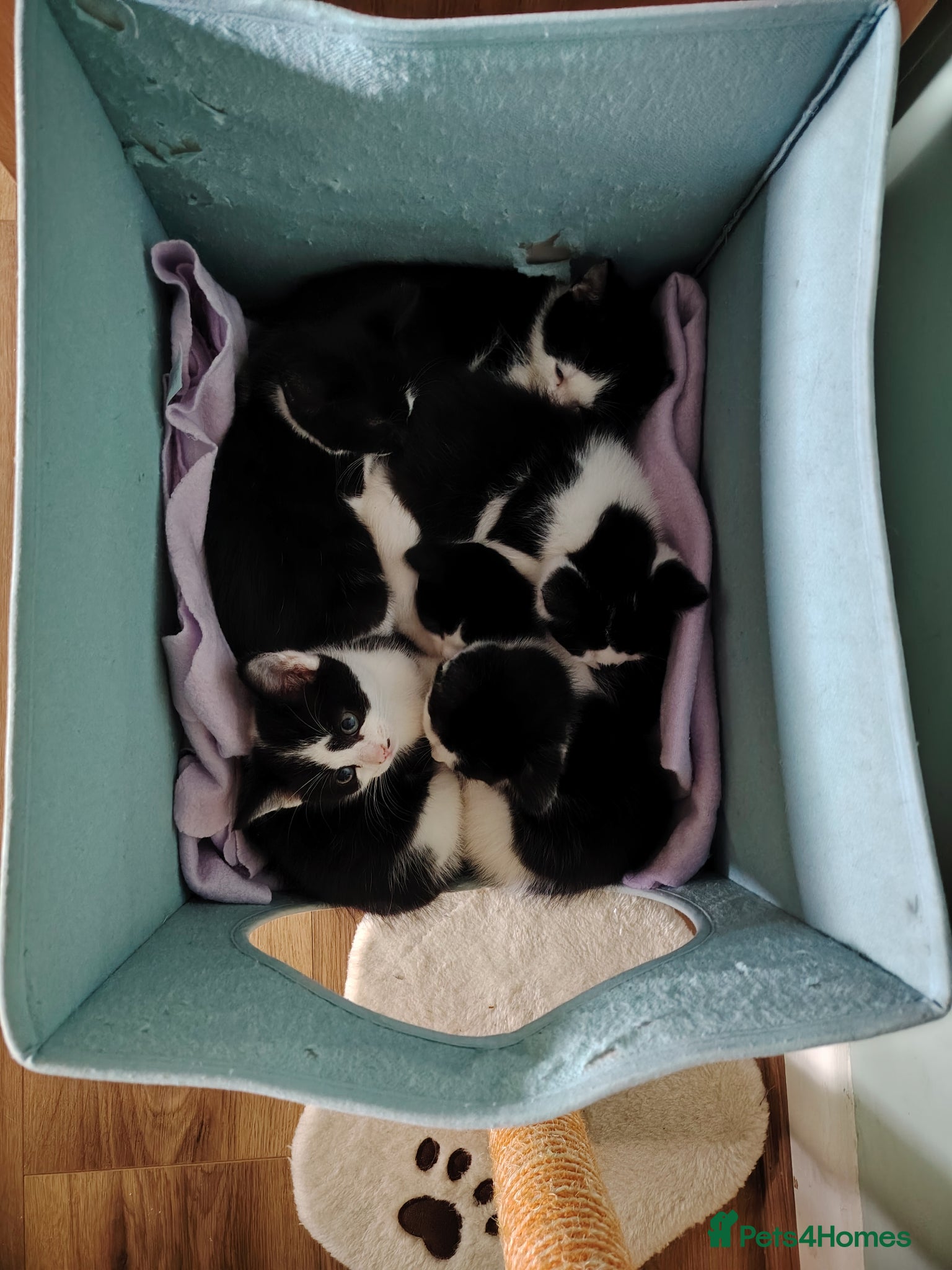 Mixed Breed cats Last female kitten remaining. Ready to go now - Advert 3