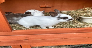 Netherland Dwarf rabbits - Advert 6