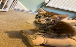 British Shorthair cats for sale: Tabby kittens looking for loving home  - Image 8