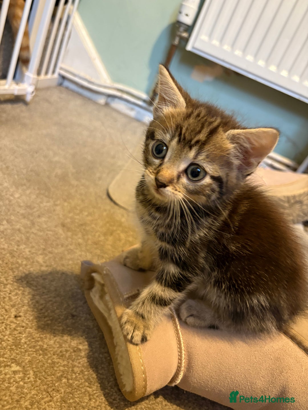 British Shorthair cats for sale: Tabby kittens looking for loving home  - Image 8