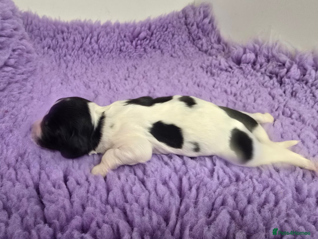 English Springer Spaniel dogs for sale: KC clear DNA vax vetted Springer Pups - Image 6