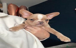 French Bulldog dogs for sale: French bulldog  - Image 3