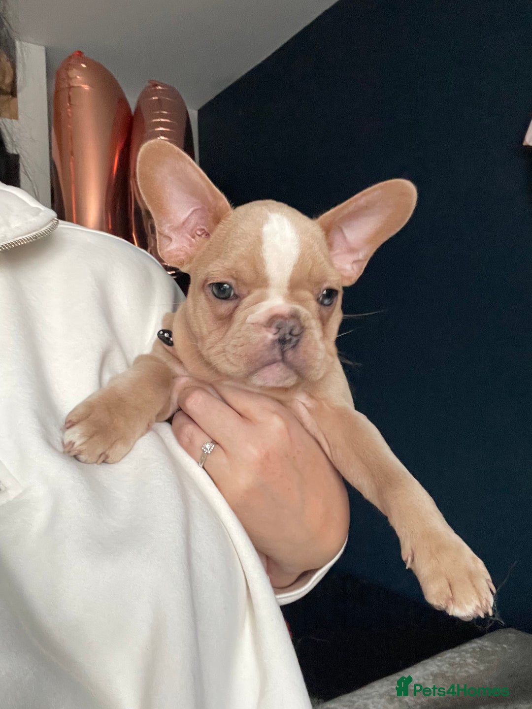 French Bulldog dogs for sale: French bulldog  - Image 3