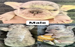 French Bulldog dogs for sale: French Bulldog – Secure Your Puppy Now! - Advert 8