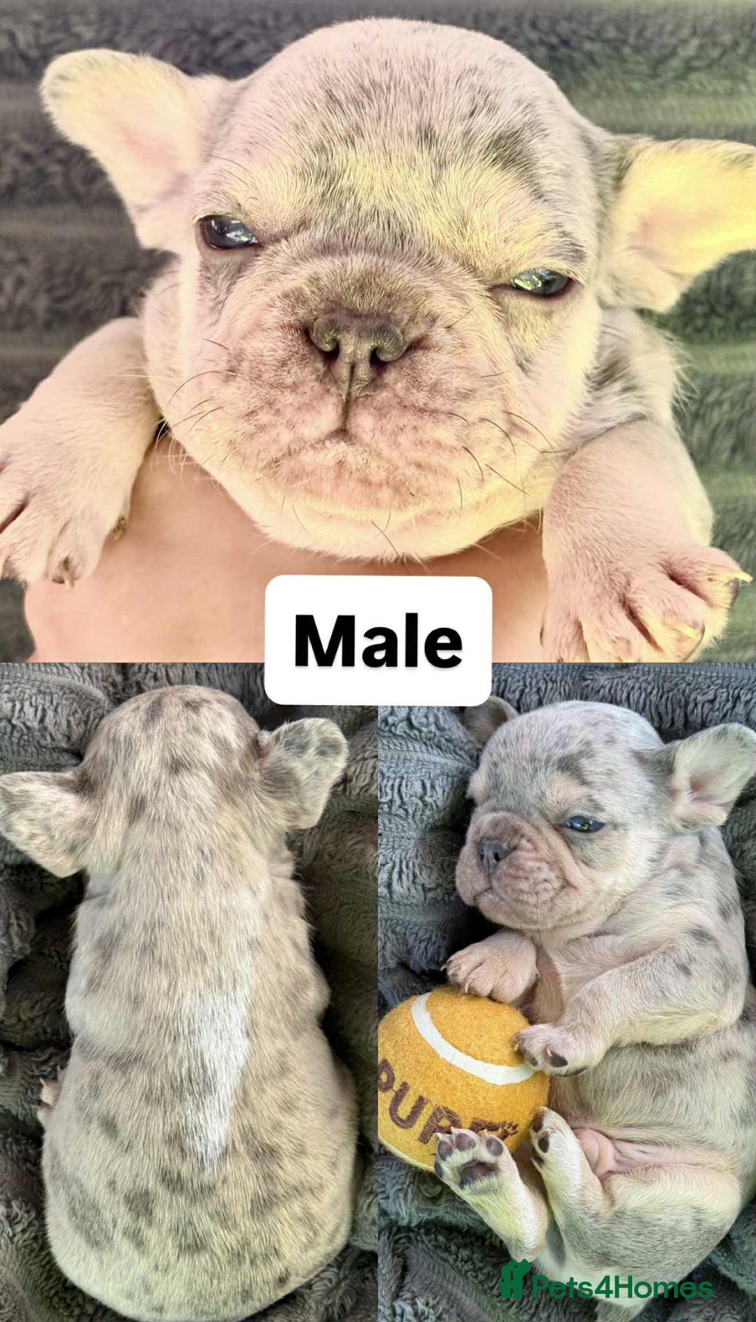 French Bulldog dogs for sale: French Bulldog – Secure Your Puppy Now! - Advert 8