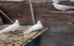 Pigeons birds for sale: Pigeon for sale - Image 8