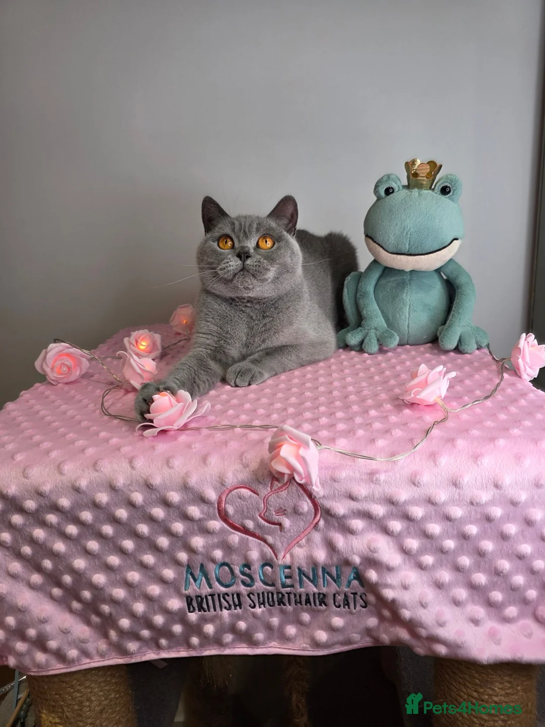 British Shorthair cats for sale: CHAMPION SIRED GCCF REG BSH RETIRED BLUE QUEEN  - Advert 2