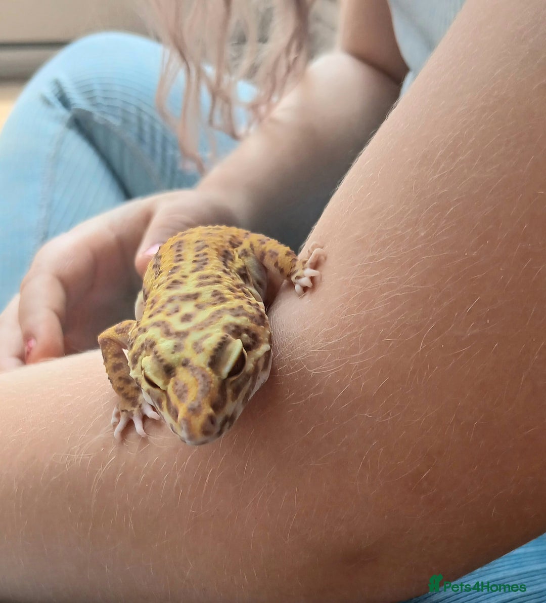 Gecko reptiles for sale: 2 leopard ghekos. - Image 3