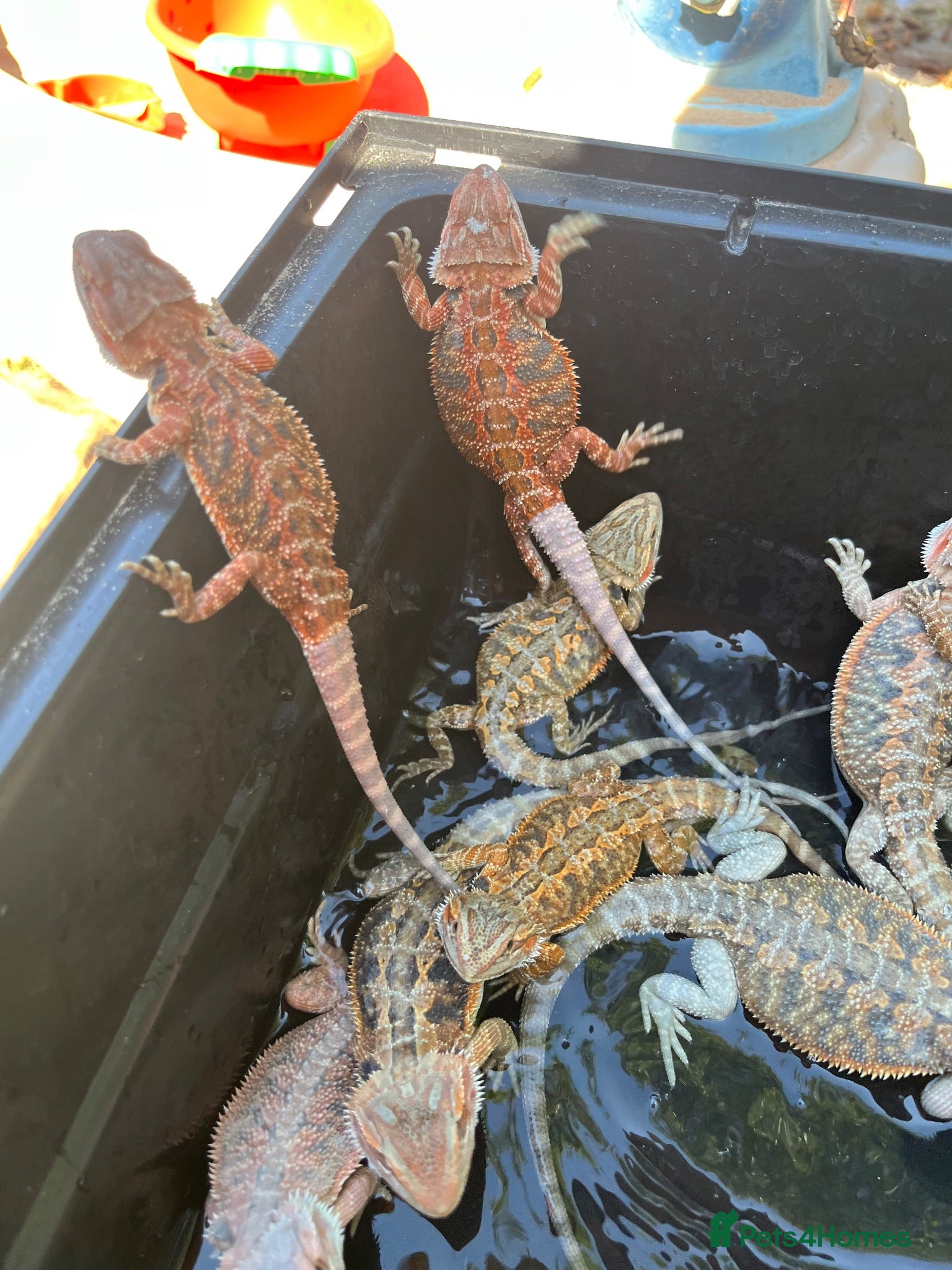 Bearded Dragon reptiles Bearded dragon babies red hypo  - Advert 6