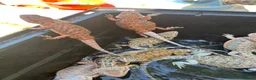 Bearded Dragon reptiles for sale: Bearded dragon babies red hypo  - Advert 1