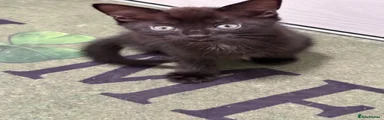British Shorthair 1