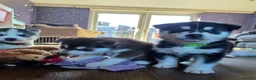 Siberian Husky dogs for sale: 🐾 Siberian Husky Puppies 🐾 - Advert 5