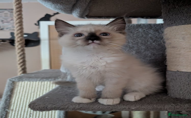 Ragdoll cats - Advert 1