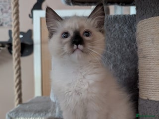 Ragdoll cats - Advert 36