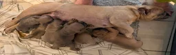 French Bulldog dogs for sale: French Bulldog Puppy's looking for a loving home - Advert 3