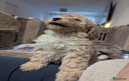 Miniature Poodle dogs for sale: Kc reg mini poodle pups for sale  - Image 8