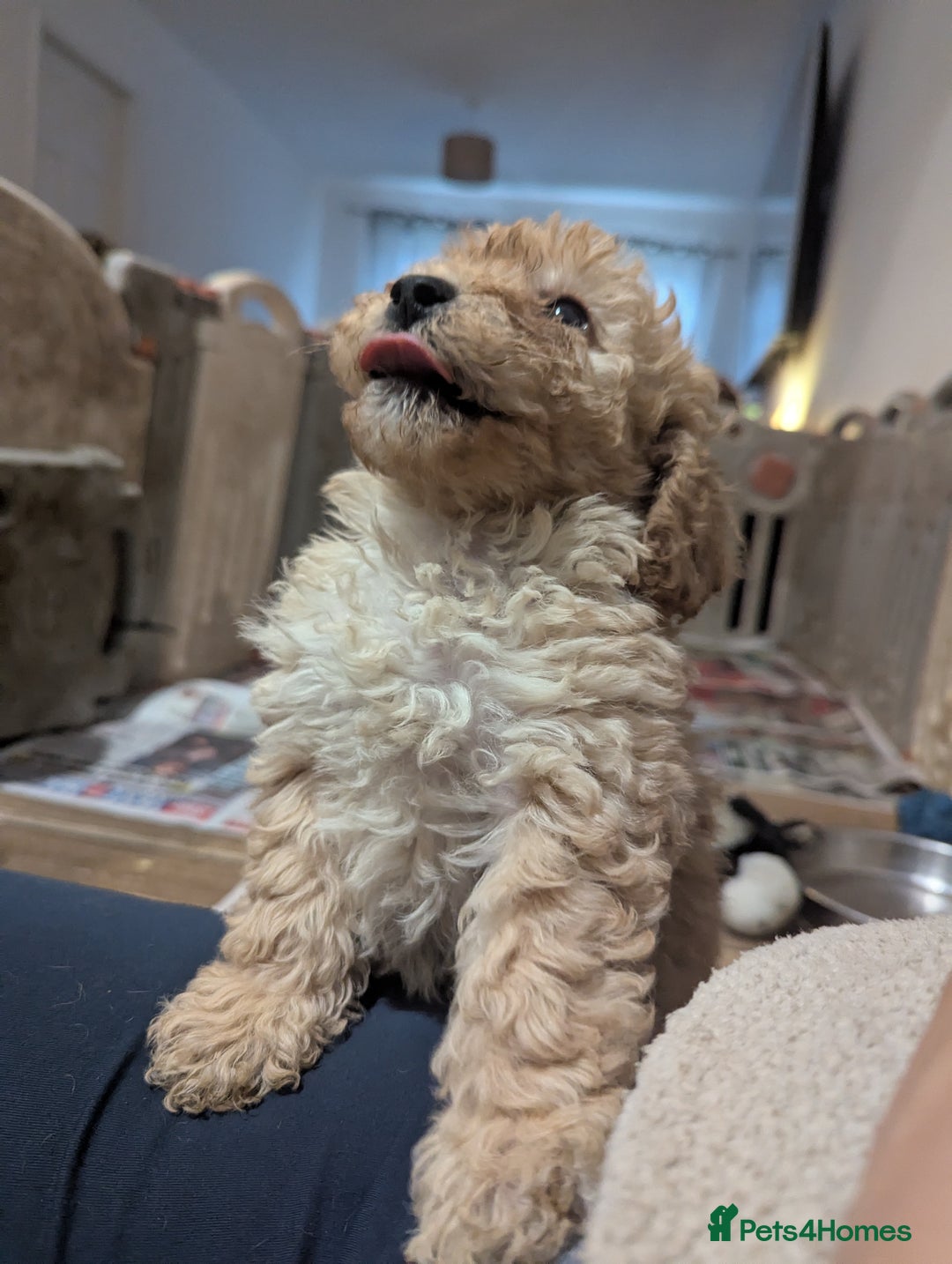 Miniature Poodle dogs for sale: Kc reg mini poodle pups for sale  - Image 8