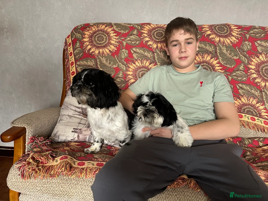 Shih Tzu dogs for sale: 1 male black & white Shih Tzu, 12 weeks - Advert 4