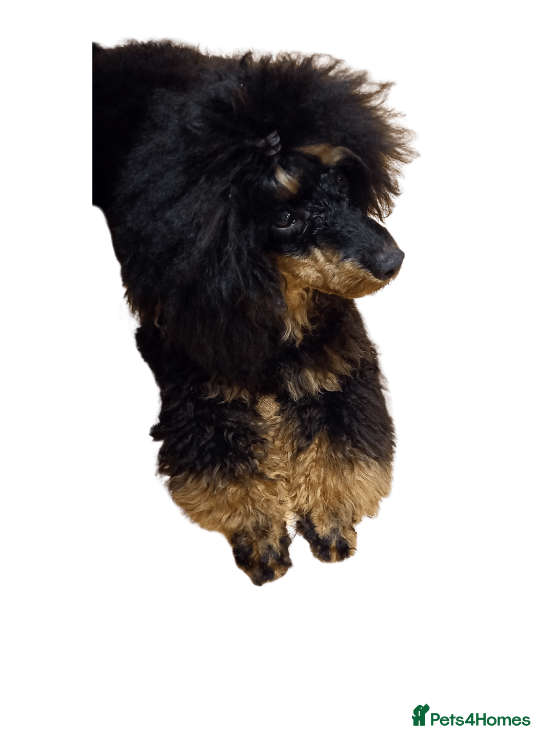 Cockapoo dogs for stud: Pra clear Kc reg phantom toy poodle for stud in Manchester - Image 3