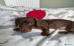 Dachshund dogs for sale: PERFECT MINIATURE DACHSHUNDS BABIES 🐶 - Image 8