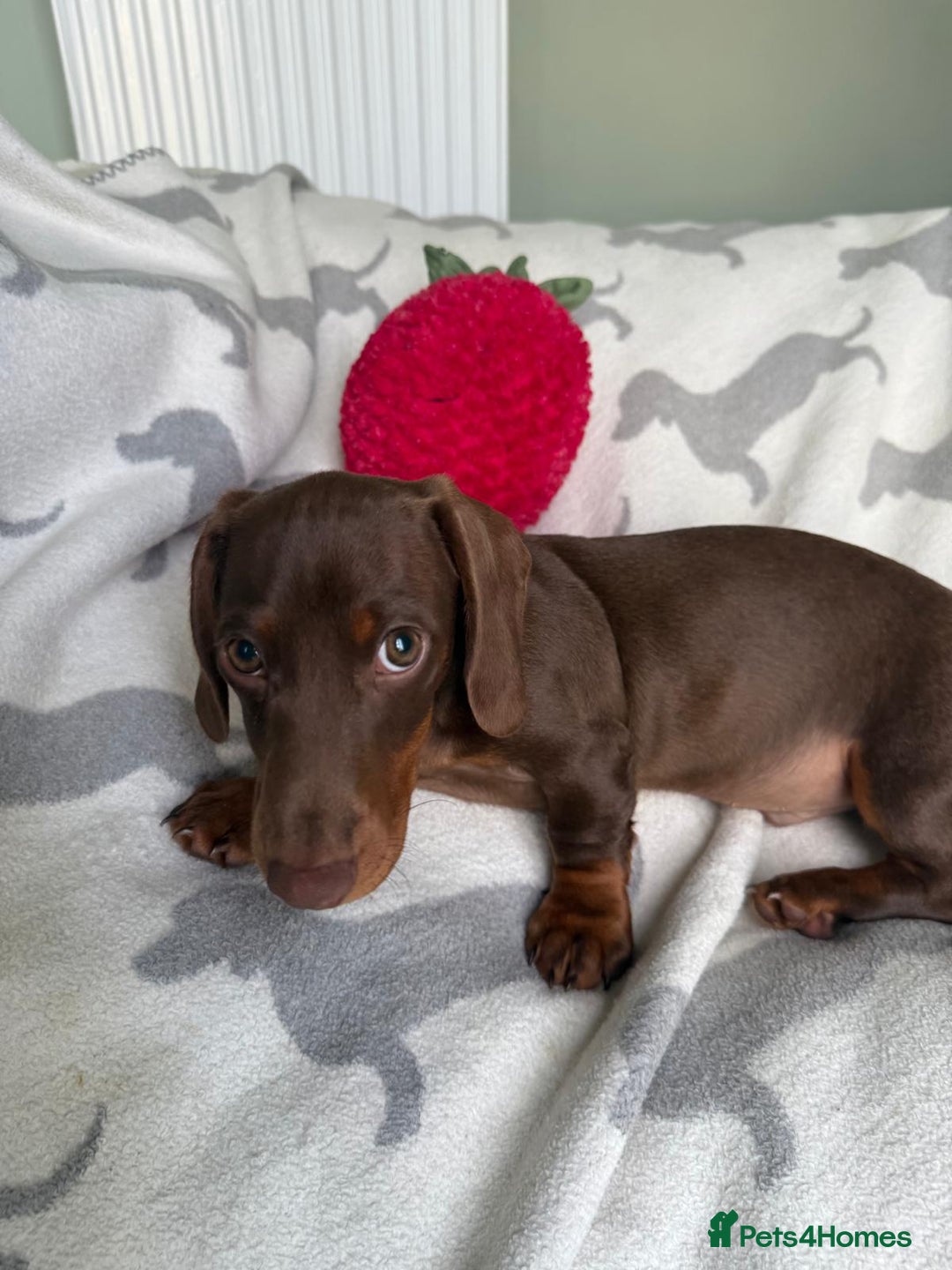 Dachshund dogs for sale: PERFECT MINIATURE DACHSHUNDS BABIES 🐶 - Image 8