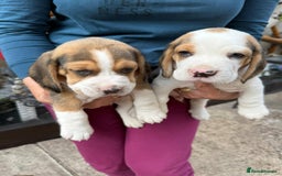 Beagle dogs for sale: Beagle puppies ready soon💕 - Image 6