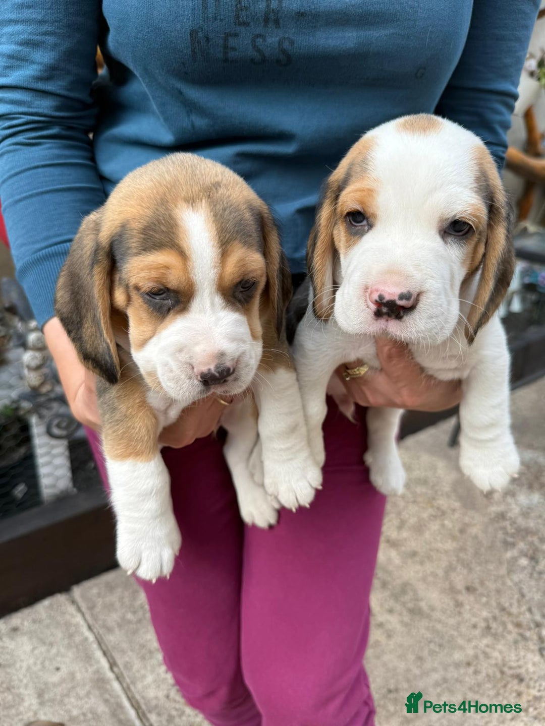 Beagle dogs for sale: Beagle puppies ready soon💕 - Image 6