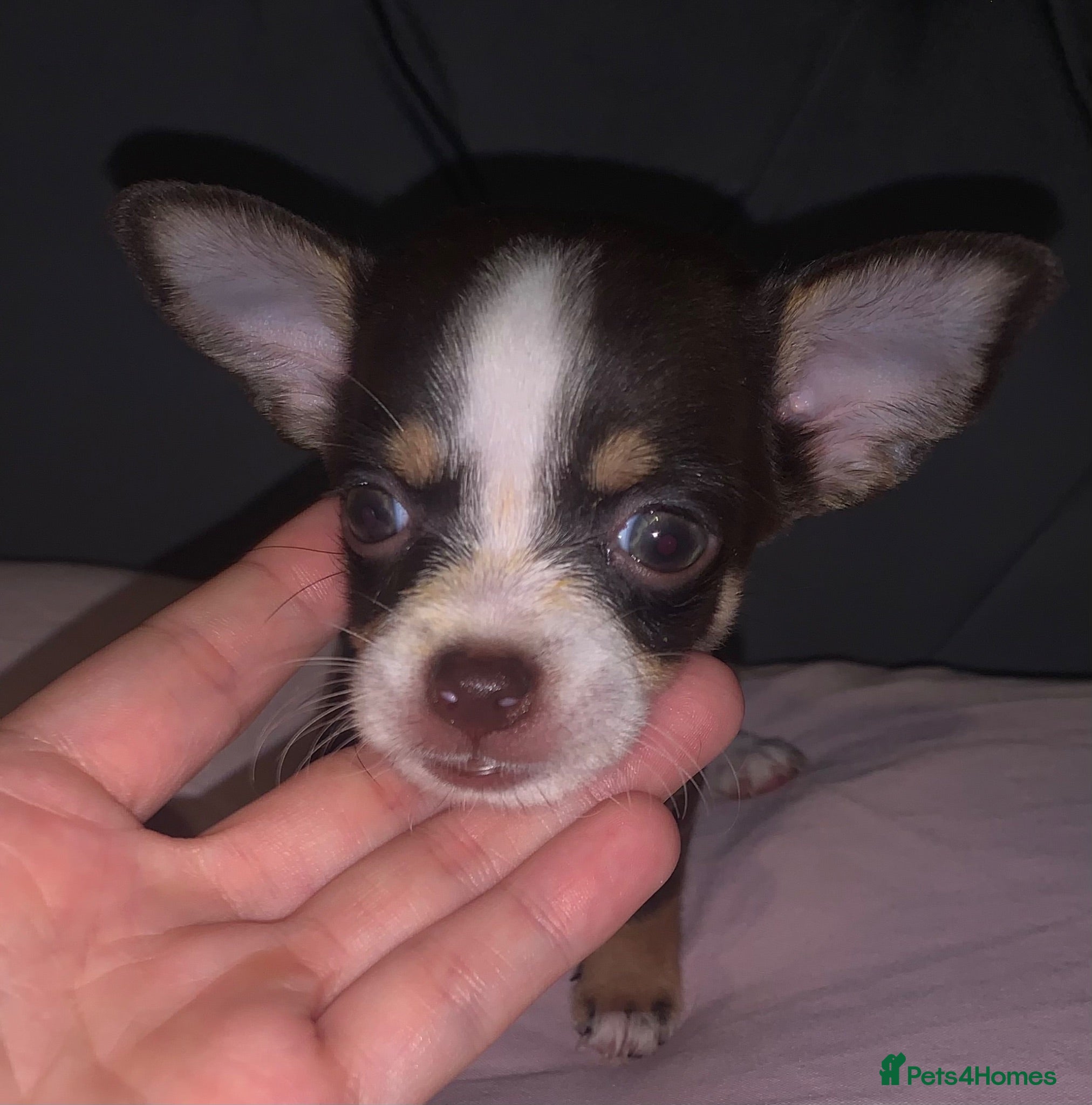 Chihuahua dogs Beautiful chihuahua puppys - Advert 4