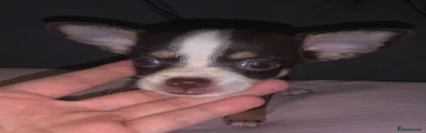 Chihuahua 3