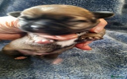 Mixed Breed dogs for sale: Shih Tzu cross malchi pups - Advert 3