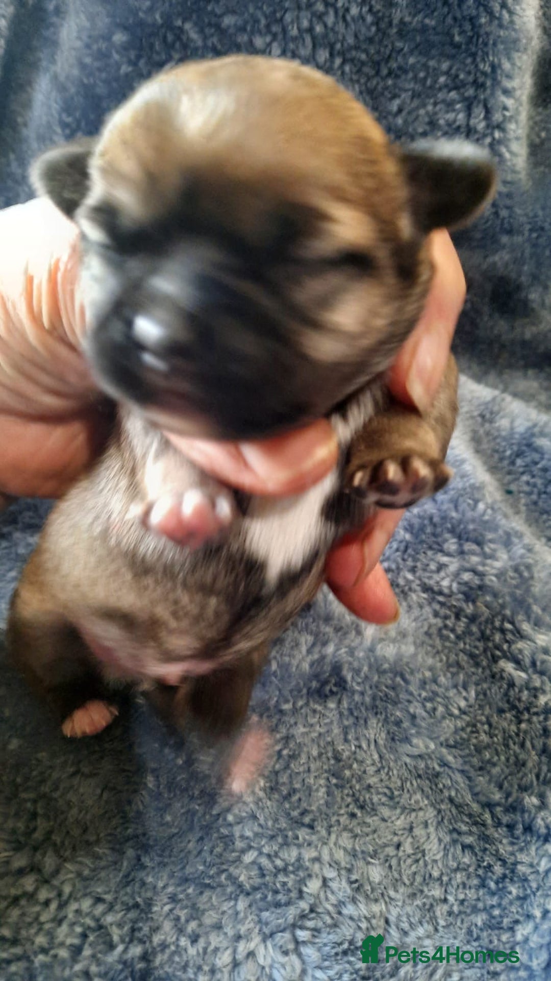 Mixed Breed dogs for sale: Shih Tzu cross malchi pups - Advert 3