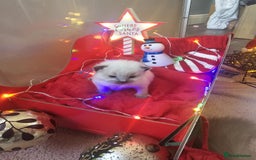 Ragdoll cats for sale: 8 beautiful ragdolls ready for Christmas 🎁 - Advert 4