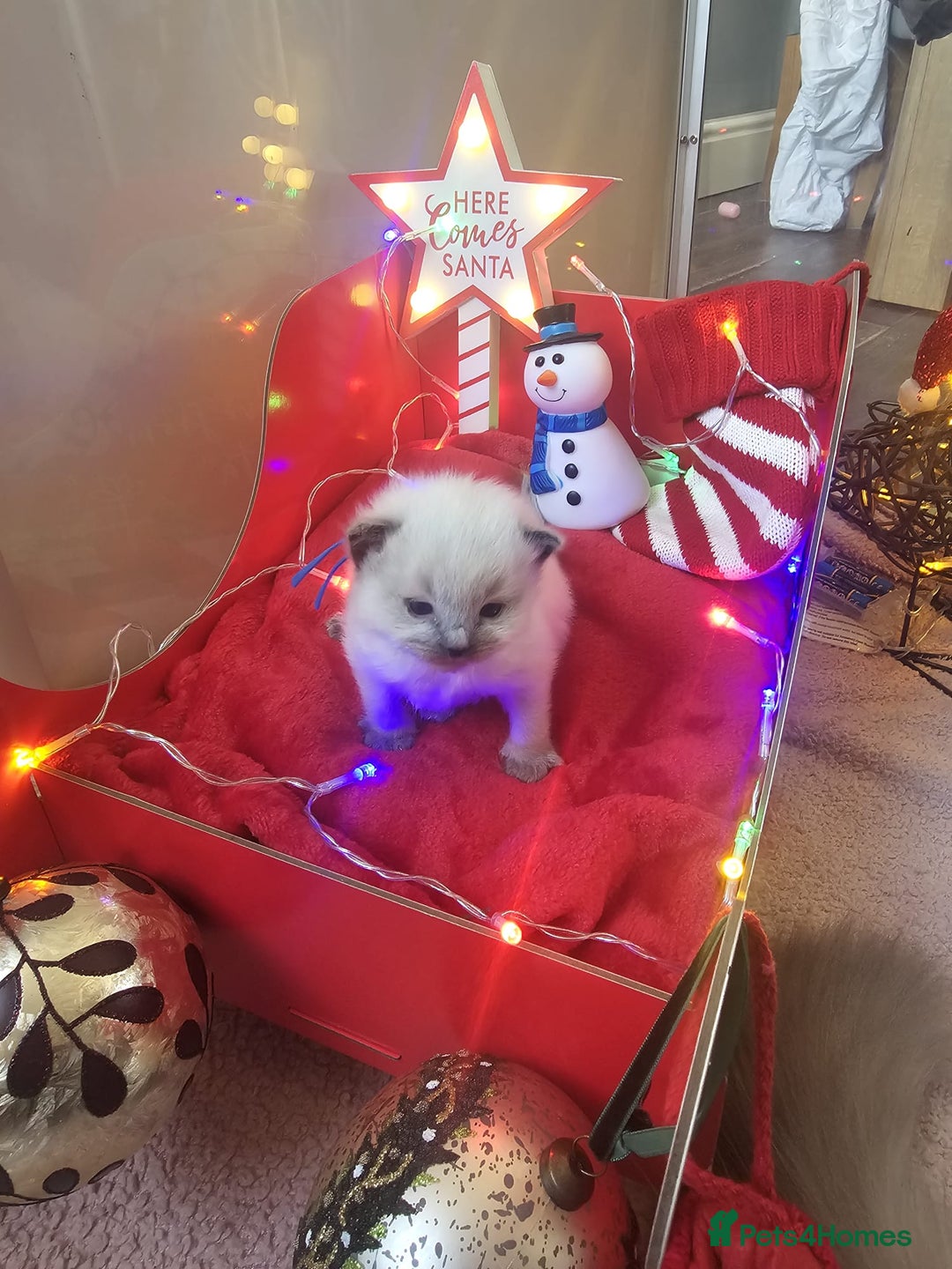 Ragdoll cats for sale: 8 beautiful ragdolls ready for Christmas 🎁 - Advert 4