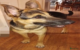 Mixed Breed dogs for sale: Malinois cross - Image 2