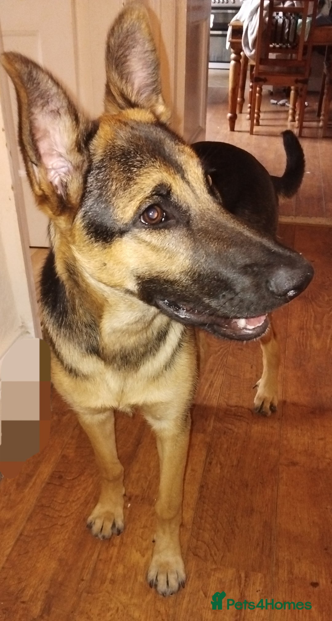 Mixed Breed dogs for sale: Malinois cross - Image 2