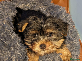 Yorkshire Terrier dogs Beautiful Yorkshire Terrier Puppies - Advert 4