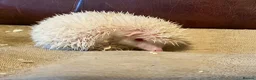 Pygmy Hedgehog rodents for sale: Pygmy Hedghogs mixed colours  - Advert 5