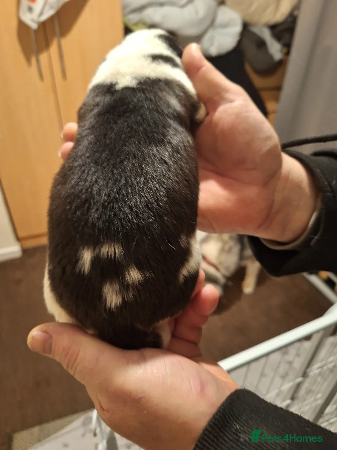 Siberian Husky dogs for sale: 1 SIB HUSKY GIRL LEFT CAN LEAVE 12/02/26 - Advert 6