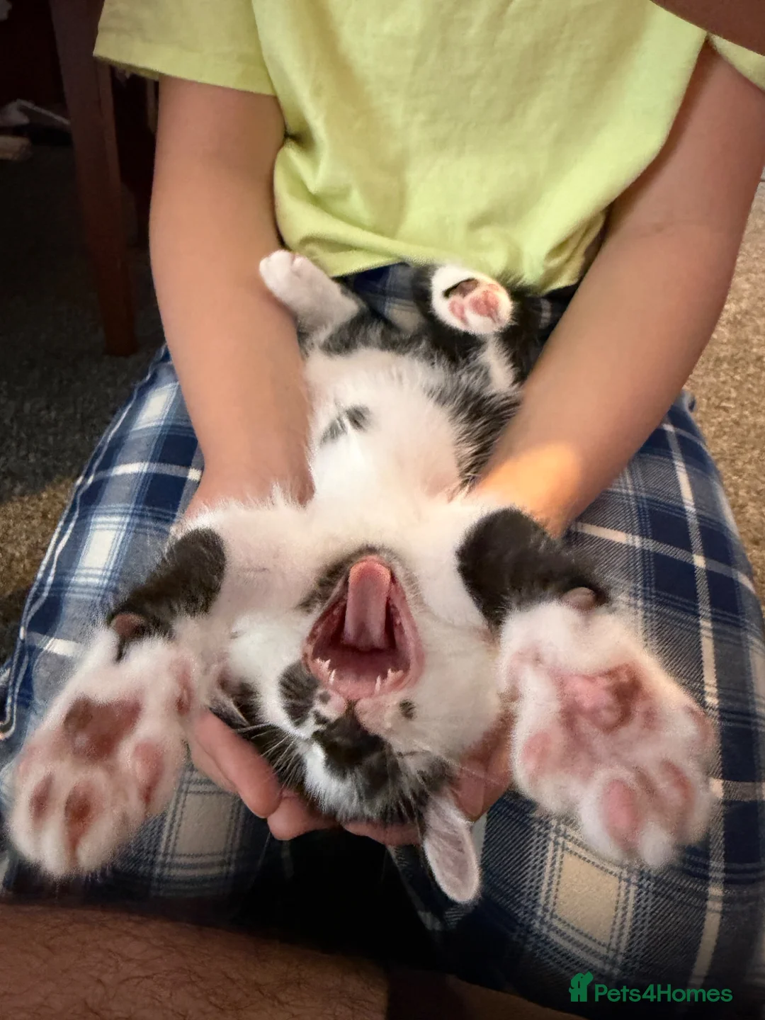 Mixed Breed cats for sale: Two Adorable Kittens Looking for Their  Home! - Advert 10